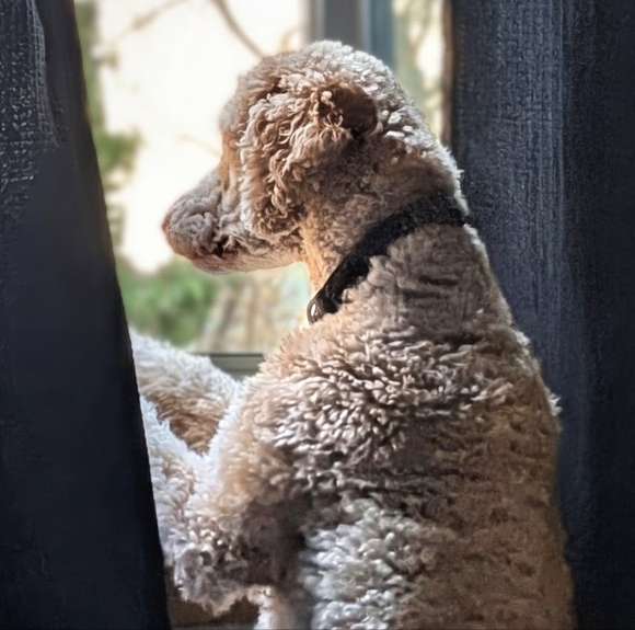 Meet your Posher, Allison - Picture 1 of 2